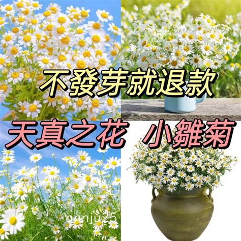 小雛菊發芽|盆栽小雛菊怎麼養，做到這4點讓其長得枝繁葉茂